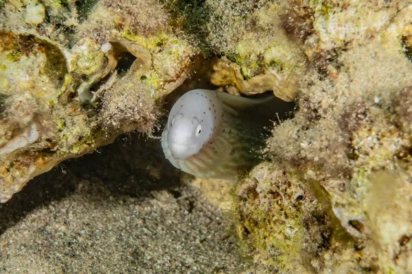 Moray Anguille Mooray Lycodontis Undulatus Dans Mer Rouge — Photo