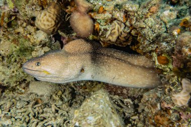 Moray eel Mooray lycodontis Kızıl Deniz 'de dalgalanma 
