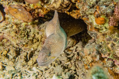 Moray eel Mooray lycodontis Kızıl Deniz 'de dalgalanma 