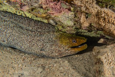 Moray eel Mooray lycodontis Kızıl Deniz 'de dalgalanma 
