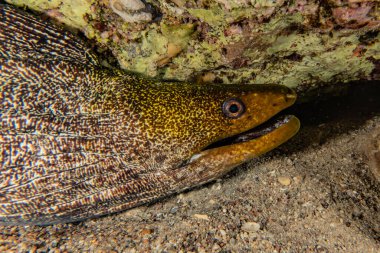 Moray eel Mooray lycodontis Kızıl Deniz 'de dalgalanma 