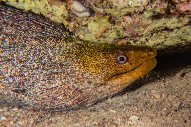 Moray eel Mooray lycodontis Kızıl Deniz 'de dalgalanma 