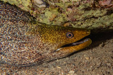 Moray eel Mooray lycodontis Kızıl Deniz 'de dalgalanma 