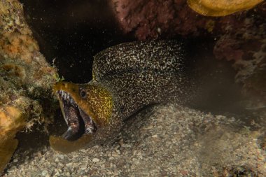 Moray eel Mooray lycodontis Kızıl Deniz 'de dalgalanma 