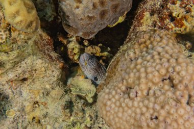 Moray eel Mooray lycodontis Kızıl Deniz 'de dalgalanma 