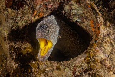 Moray eel Mooray lycodontis Kızıl Deniz 'de dalgalanma 