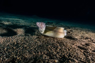 Moray eel Mooray lycodontis Kızıl Deniz 'de dalgalanma 