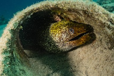 Moray eel Mooray lycodontis Kızıl Deniz 'de dalgalanma 