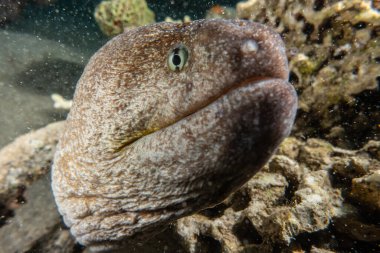 Moray eel Mooray lycodontis Kızıl Deniz 'de dalgalanma