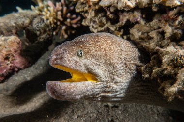 Moray eel Mooray lycodontis Kızıl Deniz 'de dalgalanma