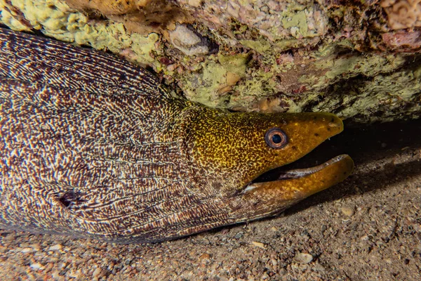 Moray Anguille Mooray Lycodontis Undulatus Dans Mer Rouge — Photo