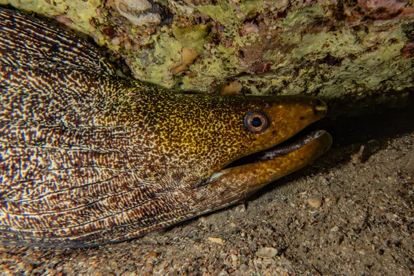 Moray Eel Mooray Lycodontis Undulatus Mar Rojo — Foto de Stock