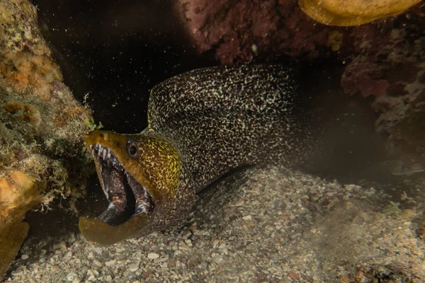 Moray Eel Mooray Lycodontis Undulatus Red Sea — 스톡 사진