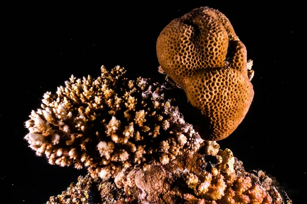 Moray Angolna Mooray Lycodontis Undulatus Vörös Tengeren — Stock Fotó