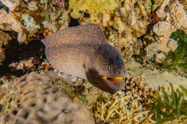 Moray Eel Mooray Lycodontis Undulatus Red Sea — Stock Photo, Image