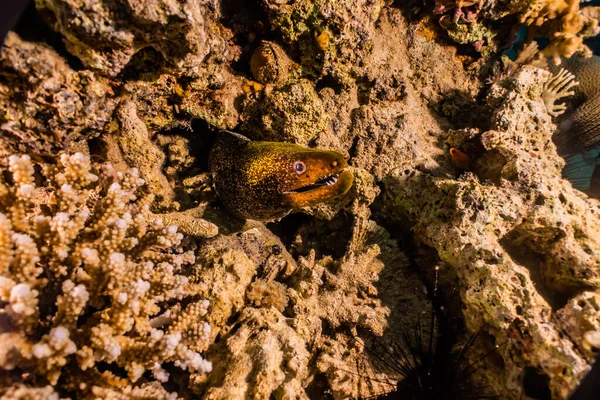 Moray Eel Mooray Lycodontis Undulatus Red Sea — 스톡 사진