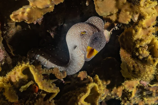 Moray Eel Mooray Lycodontis Undulatus Red Sea — Stock Photo, Image