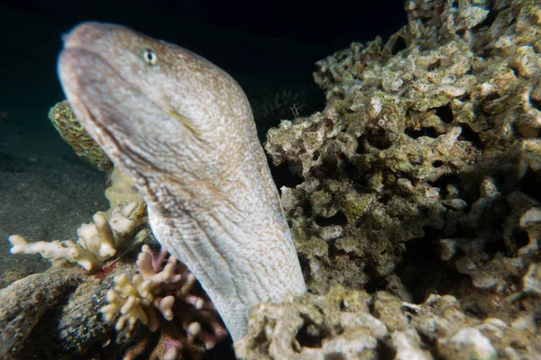 Moray Węgorz Mooray Lycodontis Undulatus Morzu Czerwonym — Zdjęcie stockowe