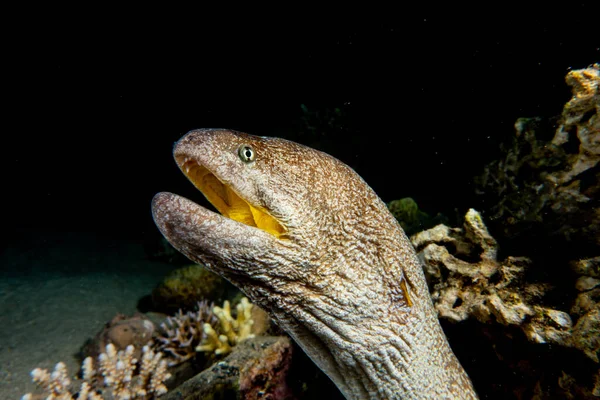 Moray Anguille Mooray Lycodontis Undulatus Dans Mer Rouge — Photo