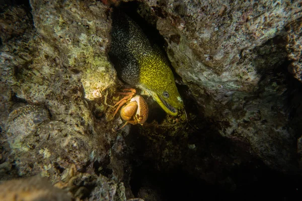 Moray Eel Mooray Lycodontis Undulatus Rode Zee — Stockfoto