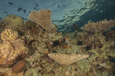 Kızıldeniz 'deki mercan resifleri ve su bitkileri, Eilat Israel