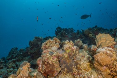 Kızıldeniz 'deki mercan resifleri ve su bitkileri, Eilat Israel