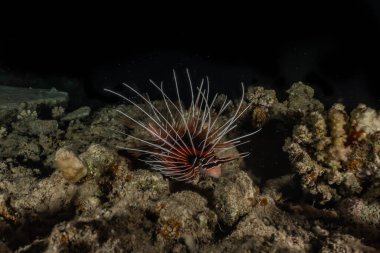Kızıldeniz 'deki mercan resifleri ve su bitkileri, Eilat Israel