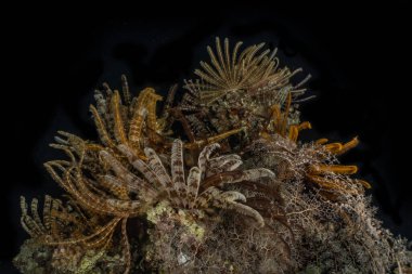 Kızıldeniz 'deki mercan resifleri ve su bitkileri, Eilat Israel