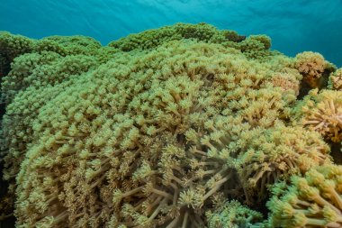Kızıldeniz 'deki mercan resifleri ve su bitkileri, Eilat Israel