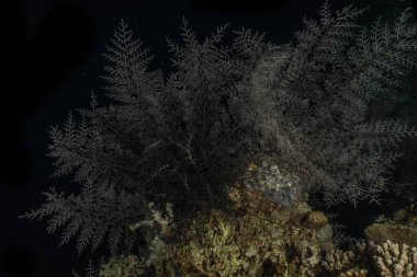 Kızıldeniz 'deki mercan resifleri ve su bitkileri, Eilat Israel