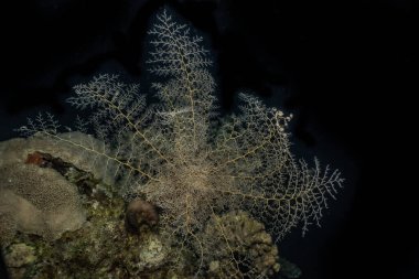 Kızıldeniz 'deki mercan resifleri ve su bitkileri, Eilat Israel