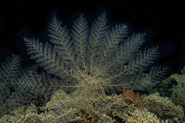 Kızıldeniz 'deki mercan resifleri ve su bitkileri, Eilat Israel