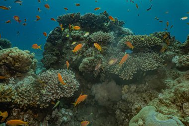 Kızıldeniz 'deki mercan resifleri ve su bitkileri, Eilat Israel