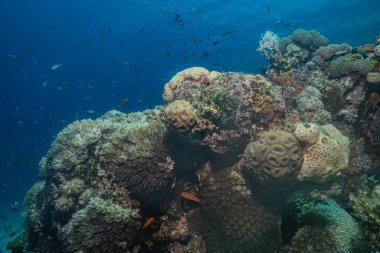 Kızıldeniz 'deki mercan resifleri ve su bitkileri, Eilat Israel