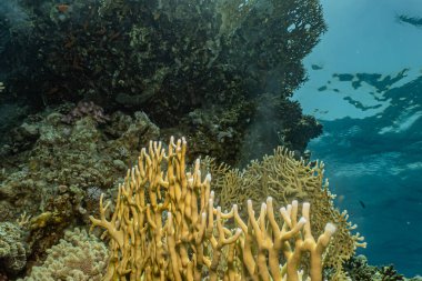 Kızıldeniz 'deki mercan resifleri ve su bitkileri, Eilat Israel