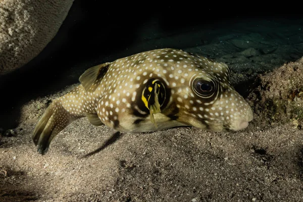 Barriere Coralline Piante Acquatiche Nel Mar Rosso Eilat Israele — Foto Stock