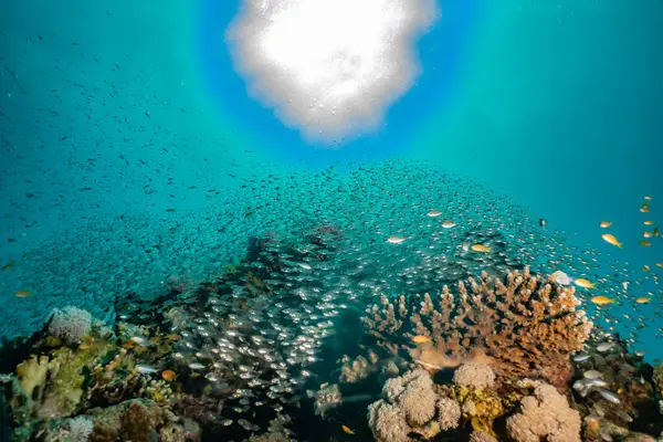 Coral Reefs Water Plants Red Sea Eilat Israel — Stock Photo, Image