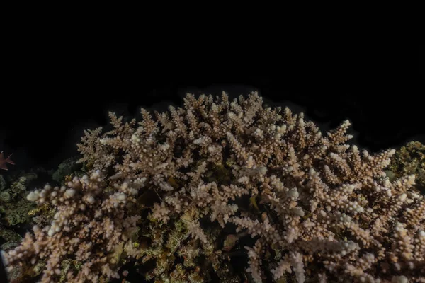 Коралові Рифи Водяні Рослини Червоному Морі Ейлат Ізраїль — стокове фото
