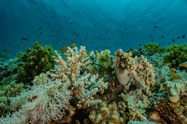 Kızıldeniz 'deki mercan resifleri ve su bitkileri, Eilat Israel