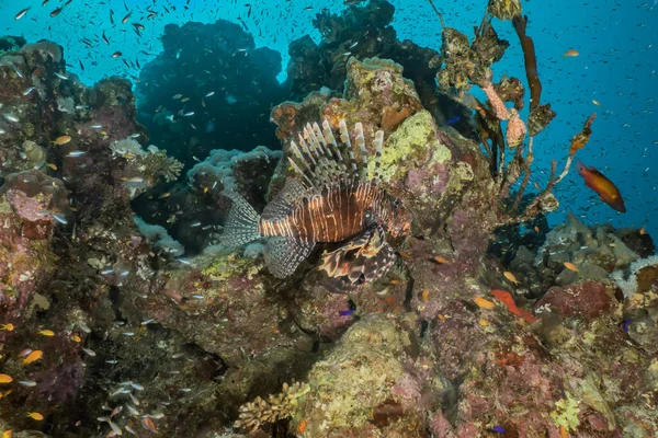 Коралові Рифи Водяні Рослини Червоному Морі Ейлат Ізраїль — стокове фото