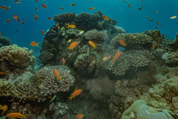 Kızıldeniz 'deki mercan resifleri ve su bitkileri, Eilat Israel