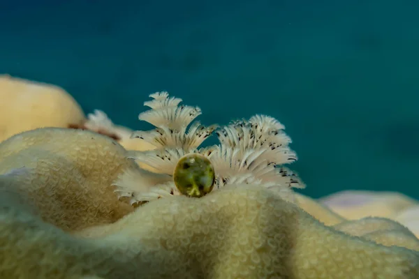 Korallenriffe Und Wasserpflanzen Roten Meer Eilat Israel — Stockfoto
