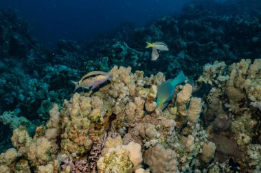 Kızıldeniz 'deki mercan resifleri ve su bitkileri