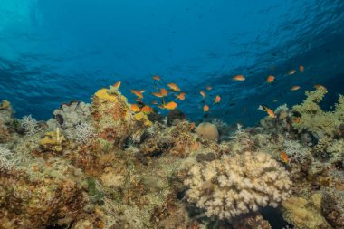 Kızıldeniz 'deki mercan resifleri ve su bitkileri