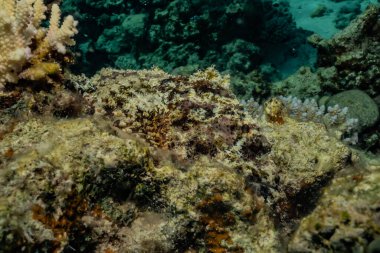 Kızıldeniz 'deki mercan resifleri ve su bitkileri