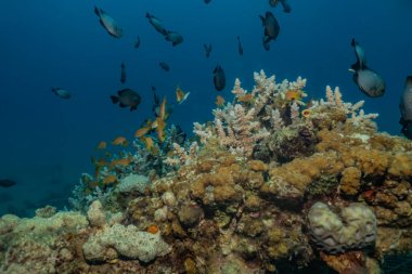 Kızıldeniz 'deki mercan resifi ve su bitkileri, Eilat Israel