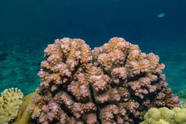 Kızıldeniz 'deki mercan resifi ve su bitkileri, Eilat Israel