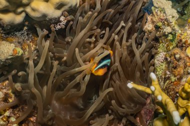 Kızıldeniz 'deki mercan resifi ve su bitkileri, Eilat Israel