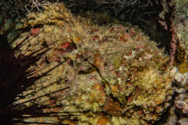 Kızıldeniz 'deki mercan resifi ve su bitkileri, Eilat Israel