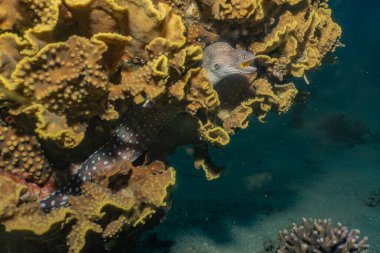 Kızıldeniz 'deki mercan resifi ve su bitkileri, Eilat Israel